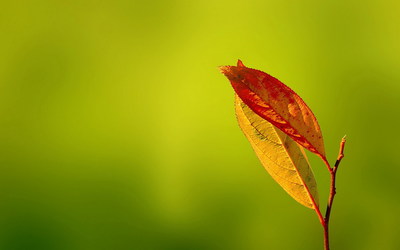 唯美LOMO风格植物摄影高清壁纸高清大图预览1920×1200_植物壁纸下载